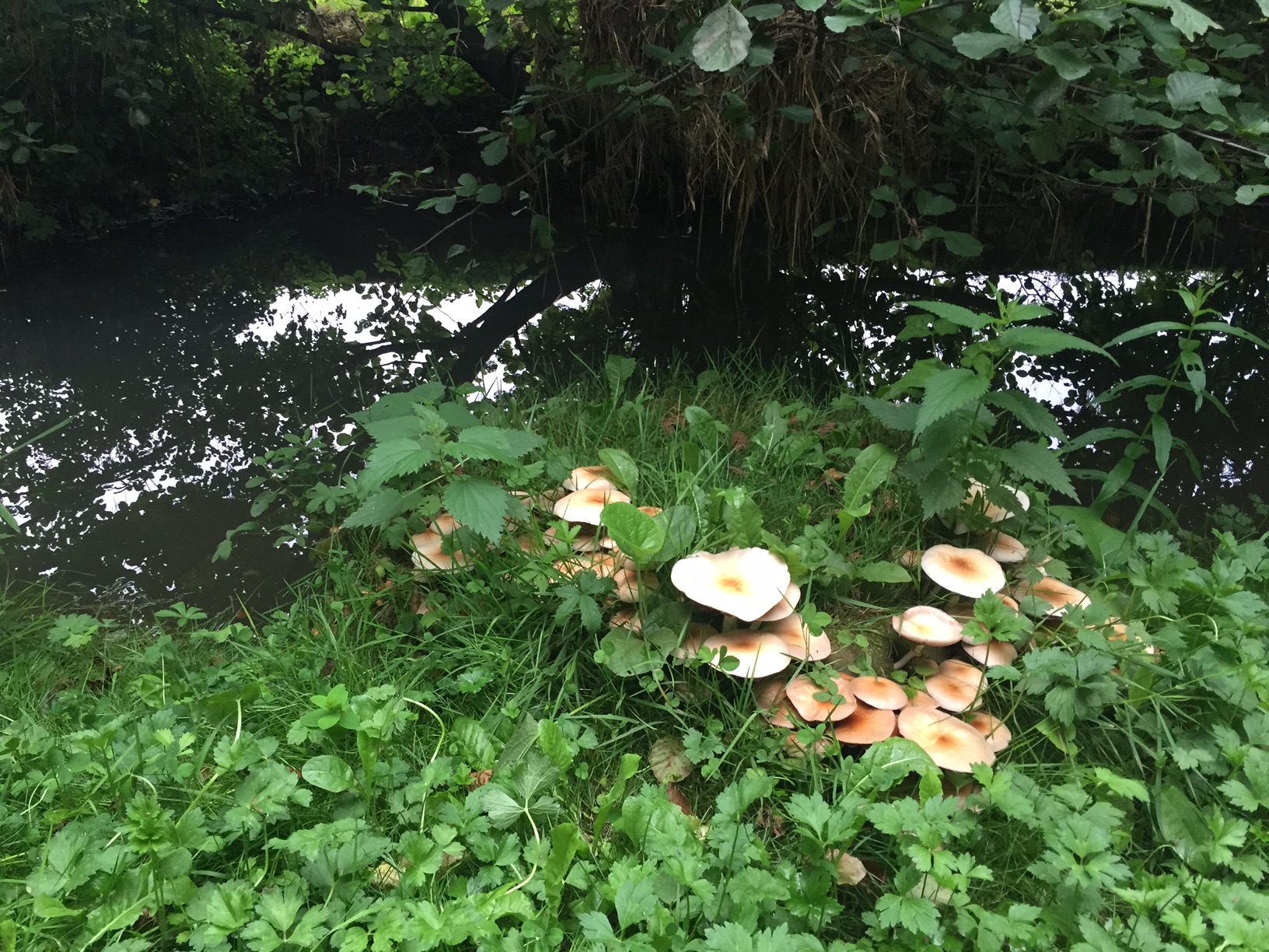 SSL19 French Countryside — field recording