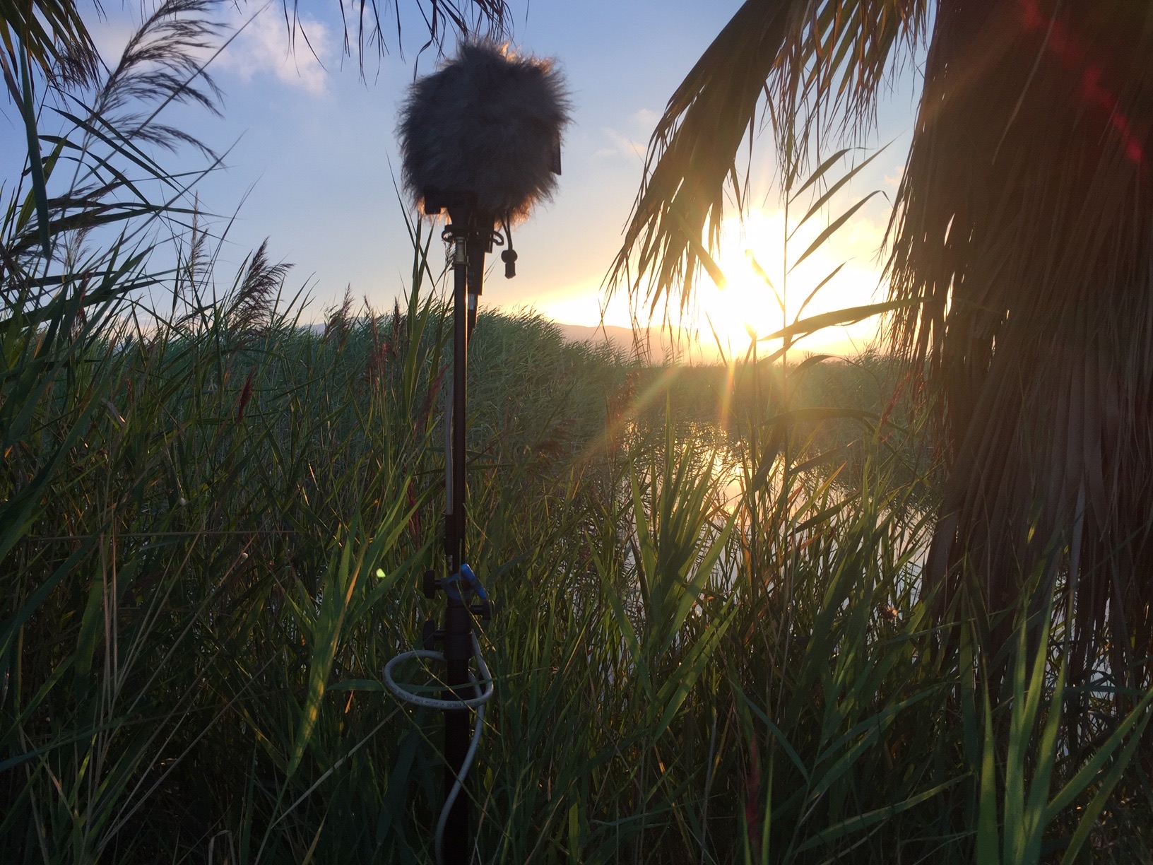 SSL29 Ebro Delta National Park — field recording