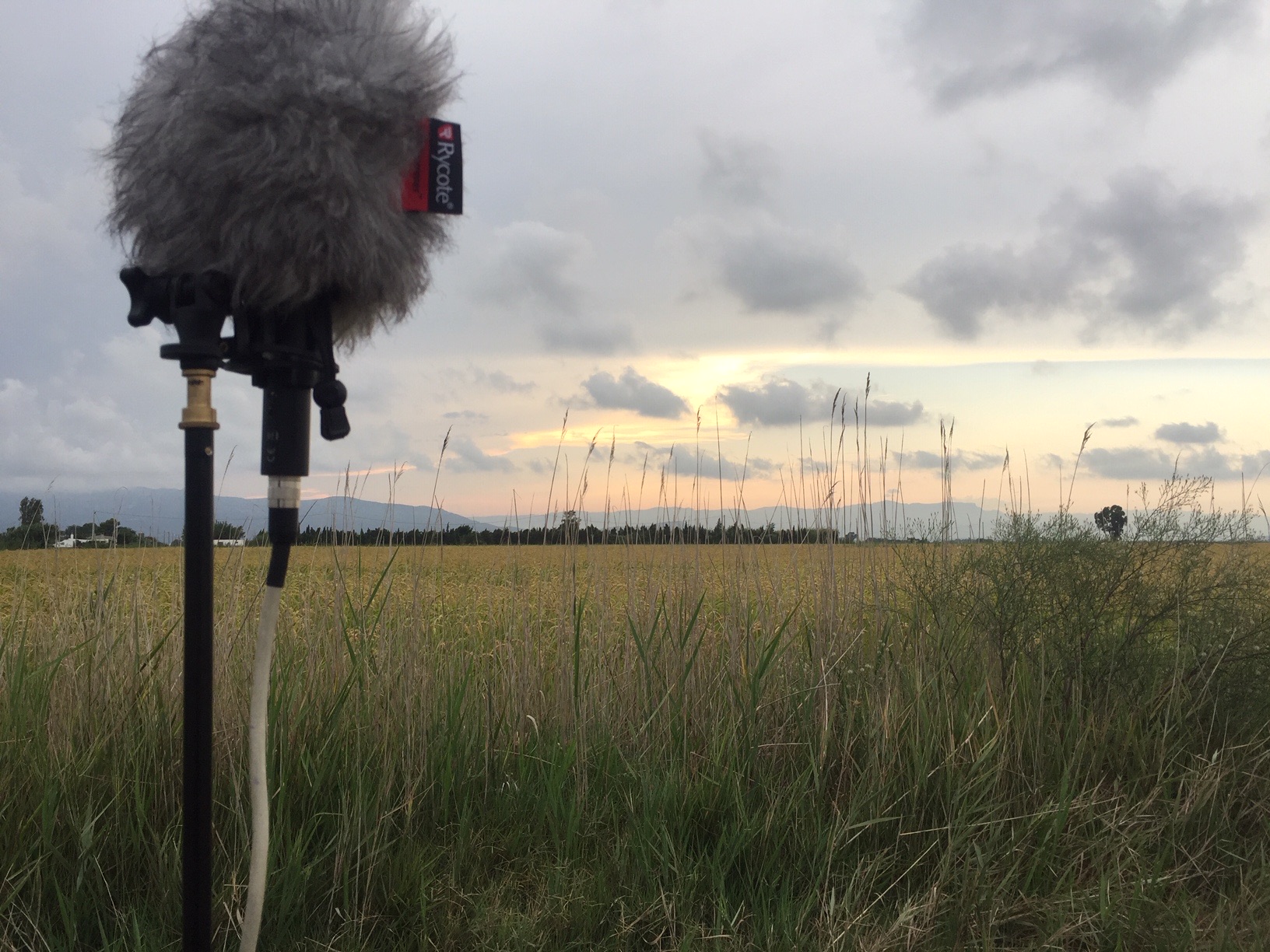SSL29 Ebro Delta National Park — field recording