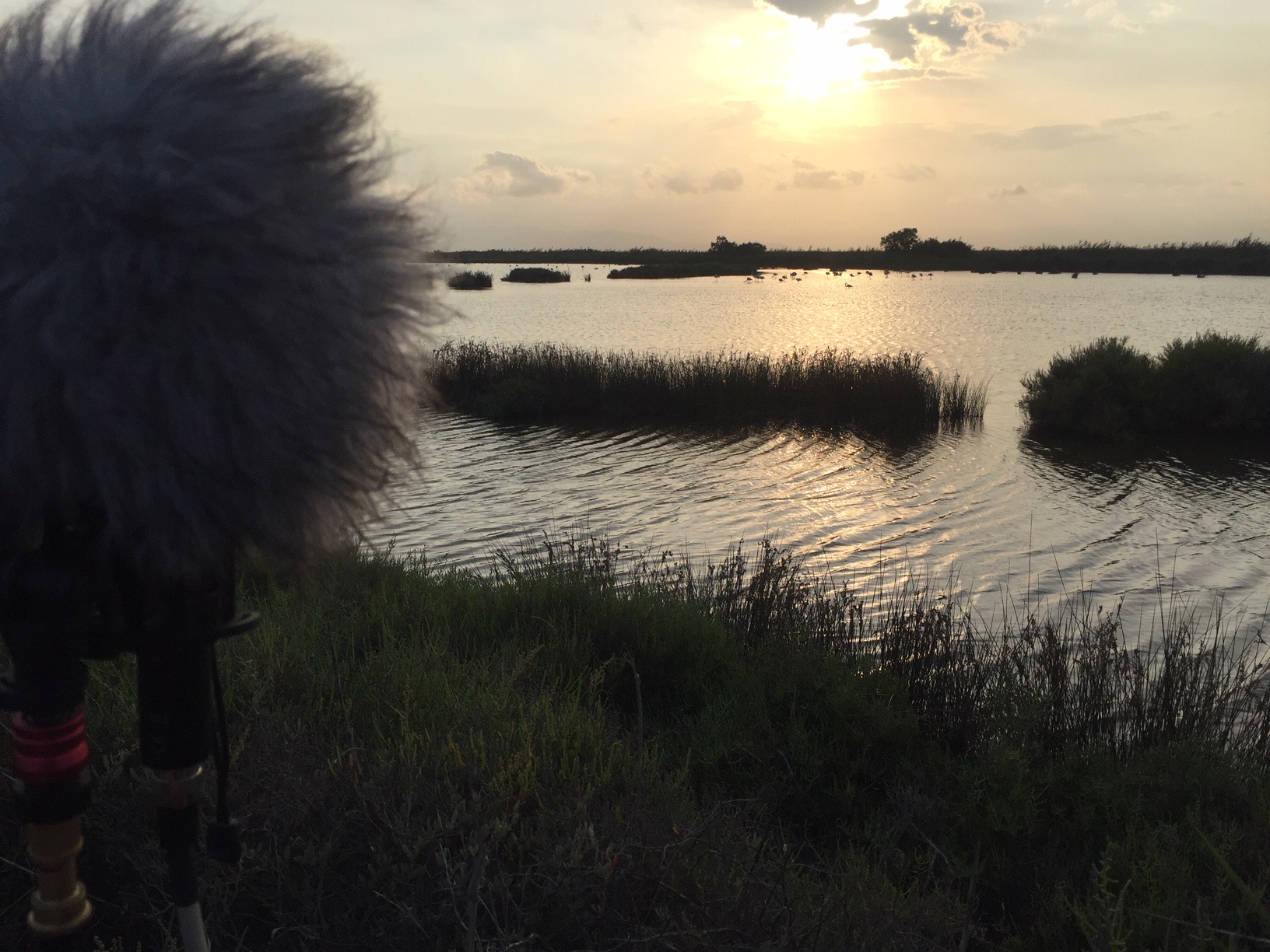 SSL29 Ebro Delta National Park — field recording