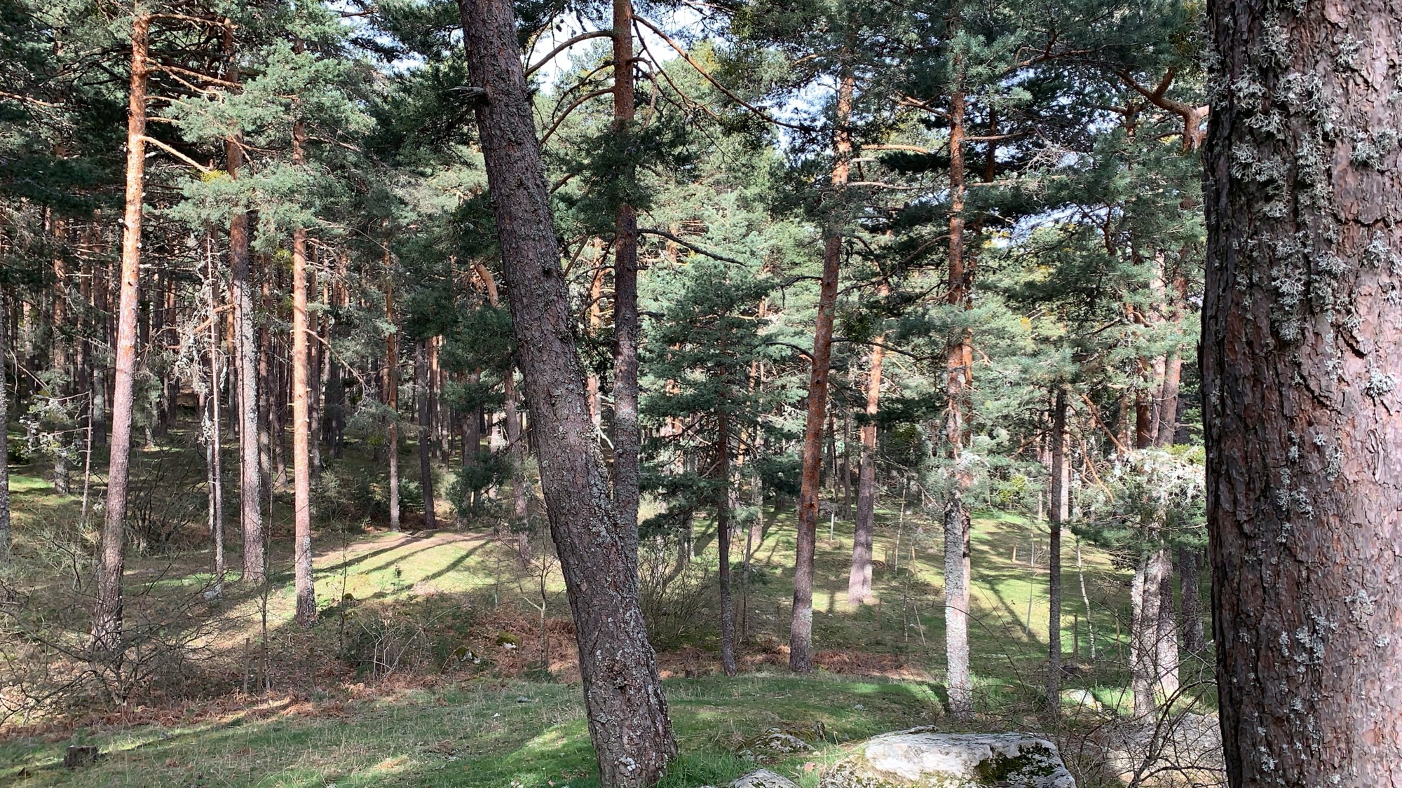 SSL41 Immersive Spanish Nature — field recording