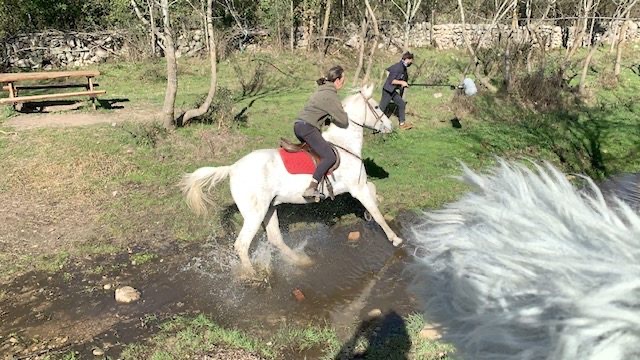 SSL43 Raw Horses — field recording