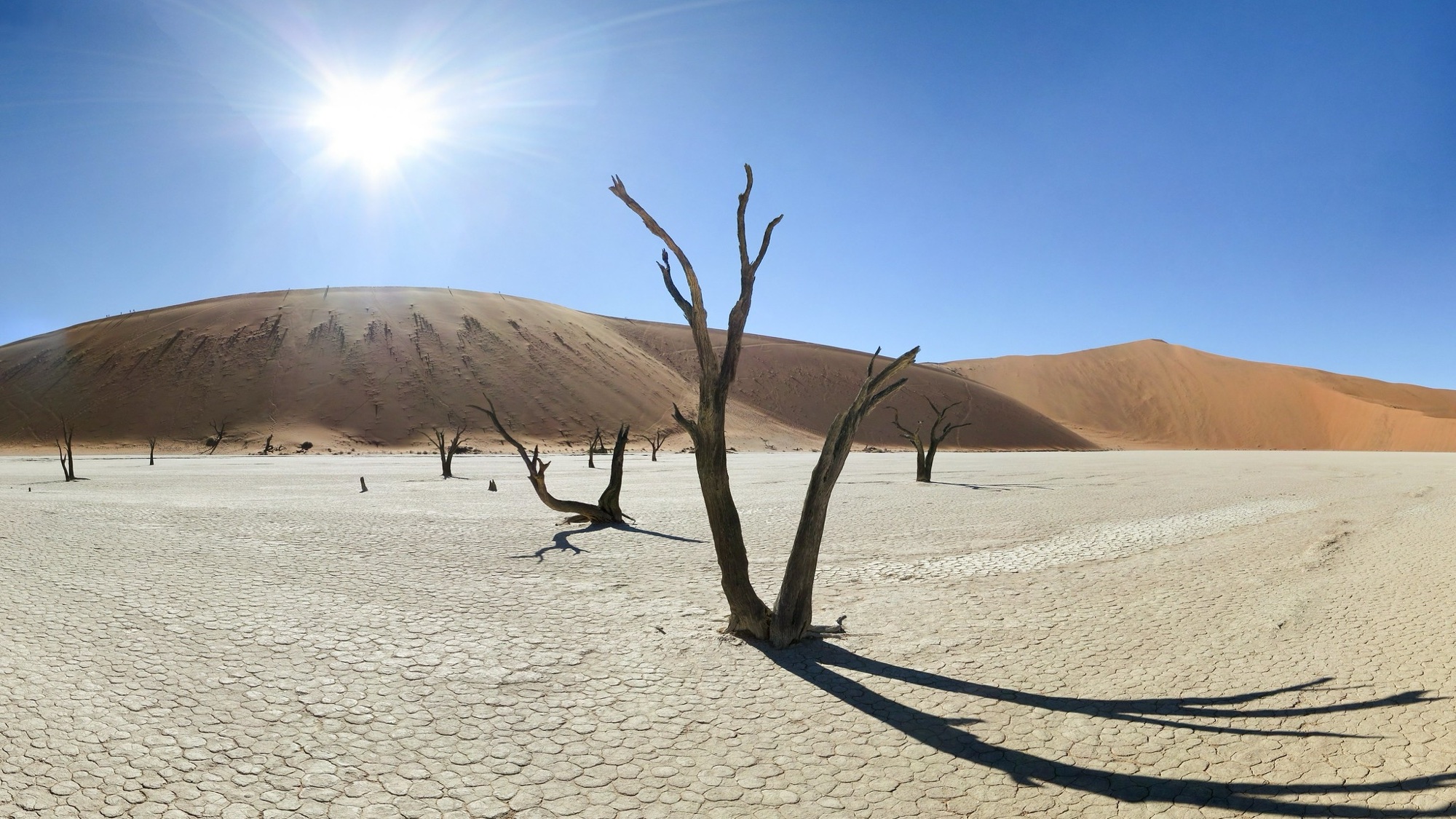 SSL44 Immersive Wild Africa — field recording