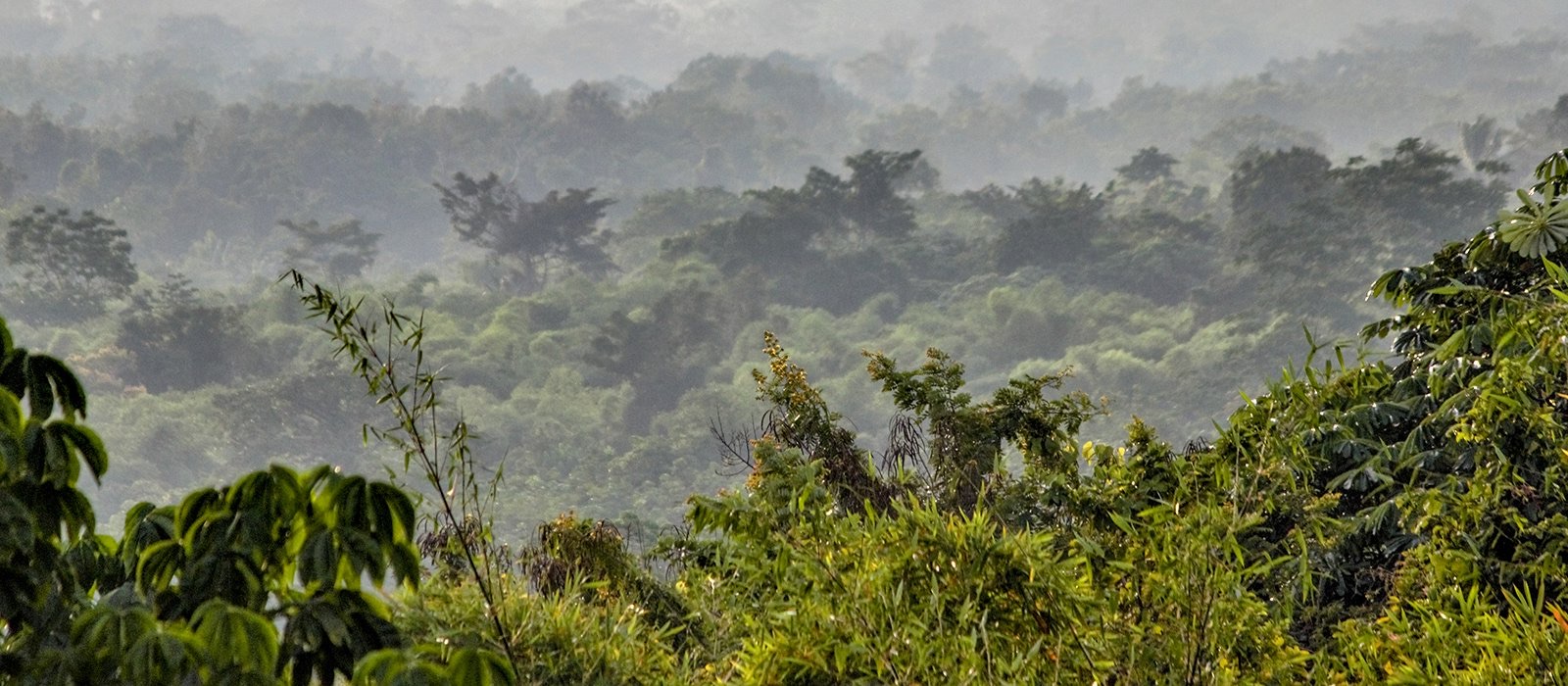 SSL44 Immersive Wild Africa — field recording