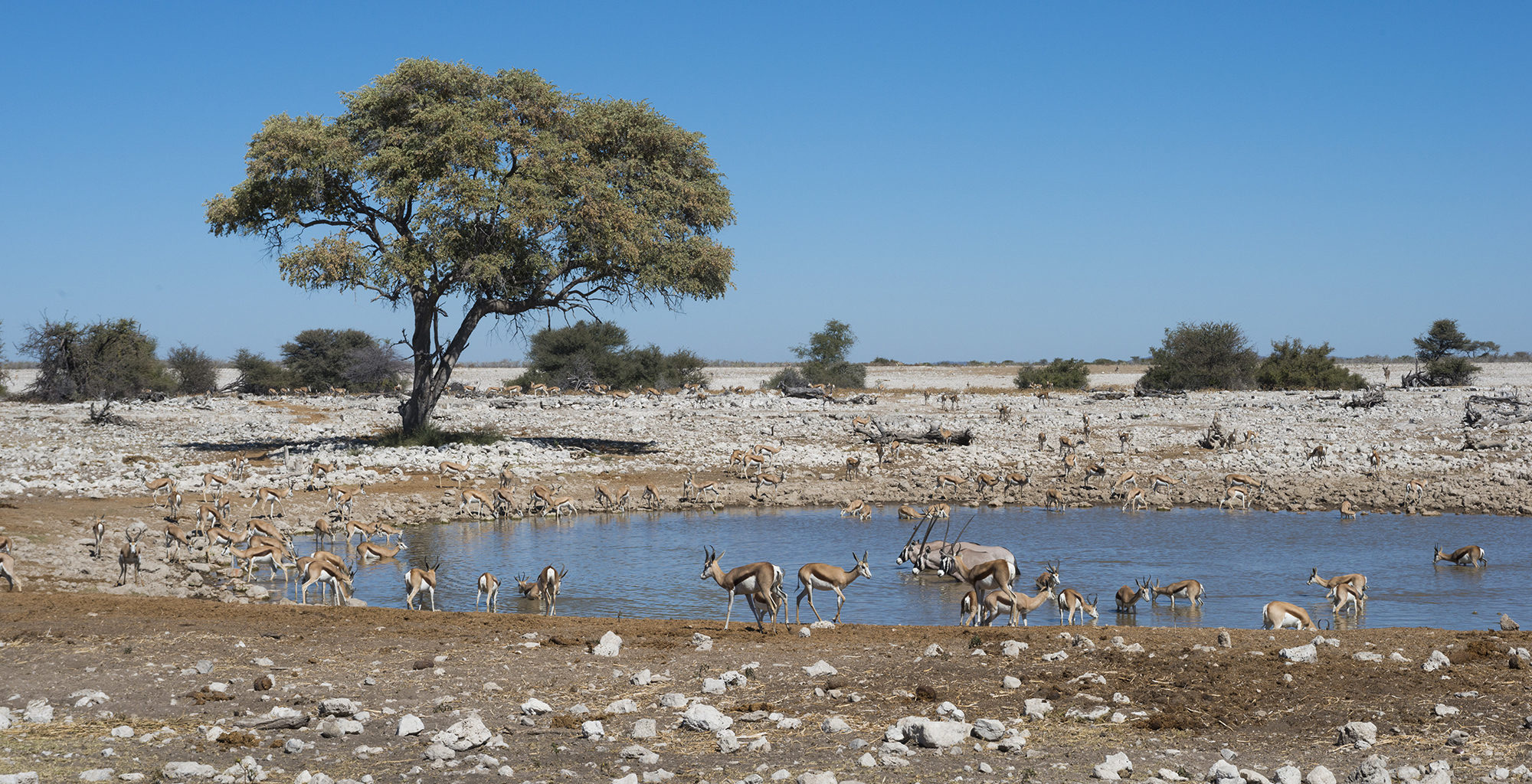 SSL44 Immersive Wild Africa — field recording
